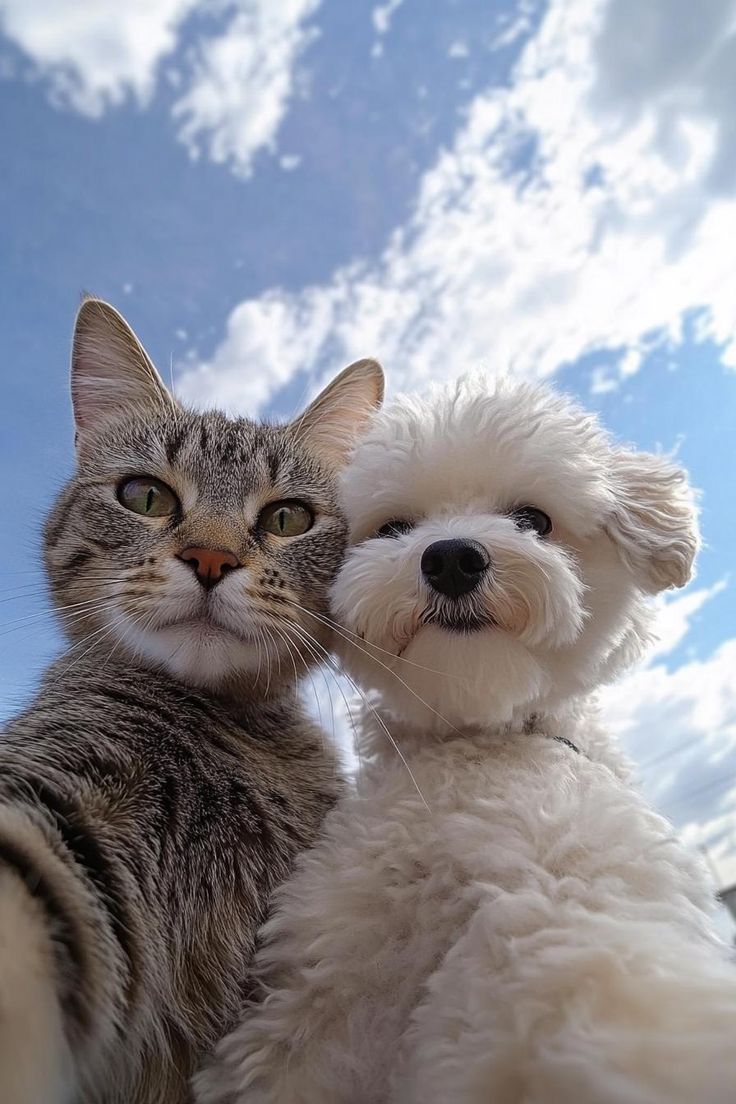 Pets